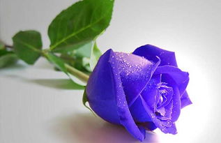 白玫瑰加紫玫瑰的花语,白玫瑰和紫玫瑰的花语