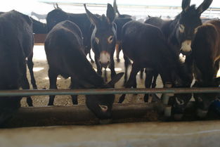 辽宁省毛驴交易市场一匹改良的肉驴驹子多少钱 