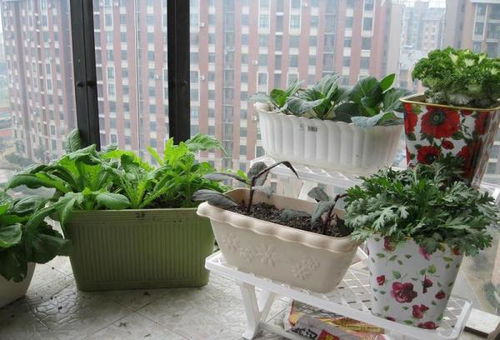 室内阳台种菜好处 室内 阳台种菜用什么容器