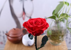 62朵玫瑰花语,1. 浪漫秘语62朵玫瑰花的无尽爱意，你懂多少？