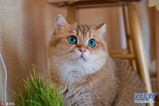 俄罗斯小胖猫爱钻箱子 水汪汪大眼睛吸粉无数 
