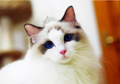 养猫品种推荐 猫界最热门的 6种宠物猫