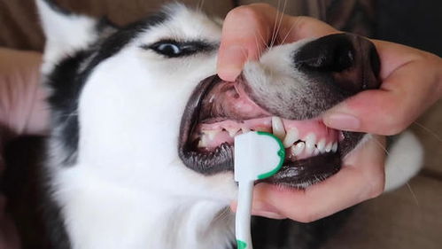 怎样给狗狗刷牙才能有效防口臭 这些方法你掌握了吗