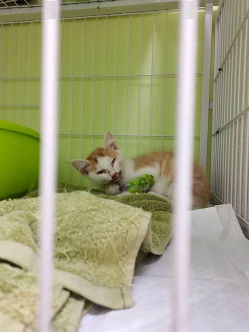 救助平台九月救治三只猫咪爱心筹款 