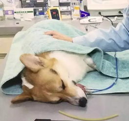 可怕 专业的 宠物医院竟让一只健康的狗狗失去了生命...