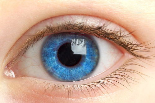 人的瞳孔多为圆形,为什么动物的瞳孔有不同形状 眼睛颜色是由什么决定的吗