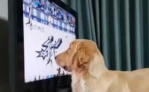 狗狗爱上看电视,成了不折不扣电视迷,网友 这样看不近视吗