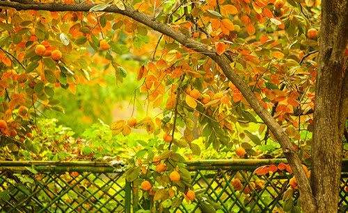 关于描写秋天果园的诗句