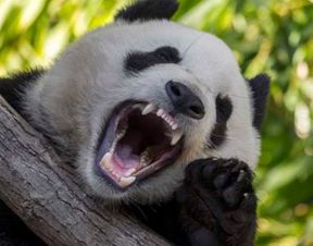 大熊猫为什么被称为活化石活了多少年