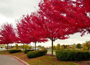 美国红枫怎么种,美国红枫树种植管理技术有哪些（美国红枫树种植管理技术有哪些方法）