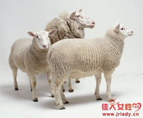 2018年属羊的人今年几岁 生肖羊的五大运势 