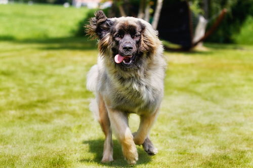 世界十大凶犬最新排名图片 