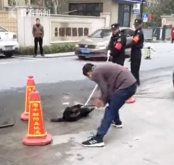 视频 杭州城管回应 谣传 不存在打狗虐狗等暴力行为