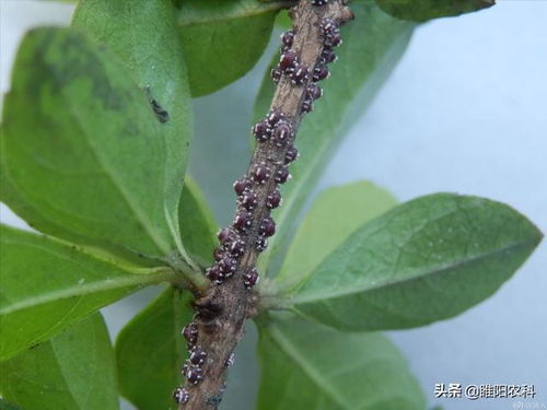 介壳虫的解决办法(蚧壳虫怎样才能彻底消灭)