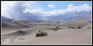 oregon sand dunes rentals,Discover the Wonders of Oregon Sand Dunes Rentals