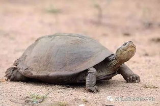 来自非洲的 锯齿侧颈龟 棱背侧颈龟 