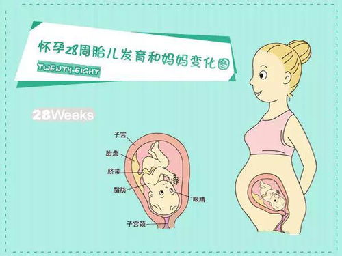 怀孕1 40周胎儿发育和妈妈变化