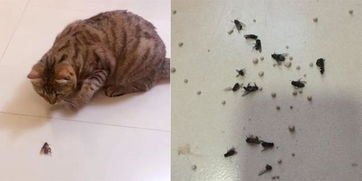 总觉得家里苍蝇太多,从母亲那里把猫咪接来之后,就彻底轻松了 