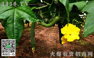 丝瓜需肥特点和施肥方法