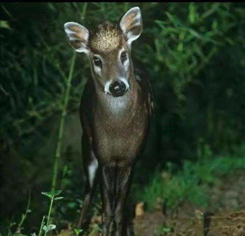 庆元香菇市场闯入小鹿 竟是国家二级保护动物