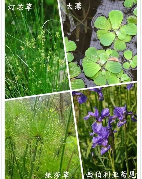 水生植物种类图片 搜狗图片搜索