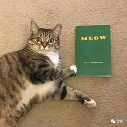 网友给猫买了本学喵叫的书,猫看后 这铲屎官是傻子吧