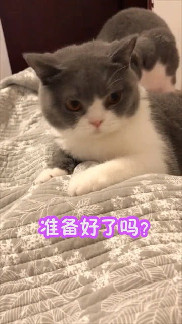 我只想做一只安静的小猫咪 