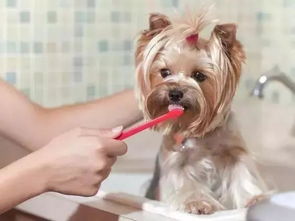除了给狗狗刷牙,还有什么好办法帮它清洁口腔吗 