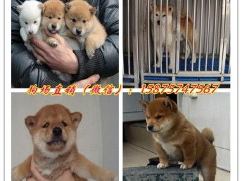 图 广州哪里买柴犬好 广州到哪家狗场买狗有保障 珈帝狗场 广州宠物狗 