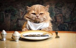 猫咪能饿十几天吗,猫极限能饿几天