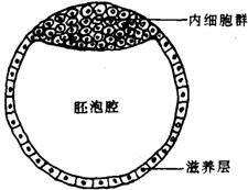 在哺乳动物胚胎中.与母体子宫壁发生关系的第一个结构是 A 羊膜 B 绒毛膜 C 尿囊 D 滋养层 题目和参考答案 青夏教育精英家教网 