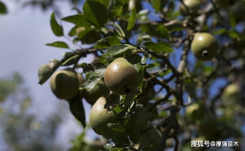 掌握这5点技巧,梨子种植很简单,种出来的果实又大又甜