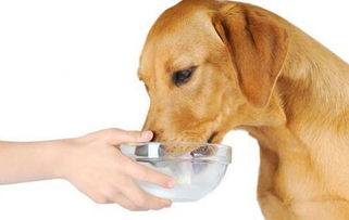 养狗小知识 为了狗狗的健康,这14种食物别喂