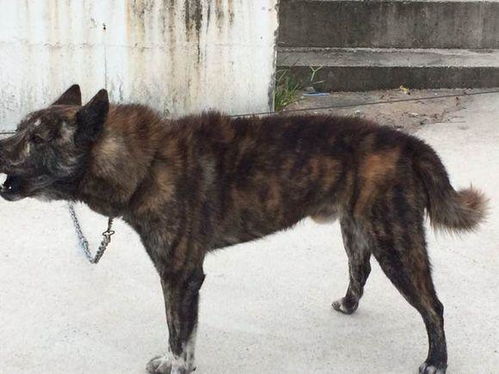 藏獒是中华第一猛犬 在农村生活的虎斑犬才是,曾是清朝十大御犬