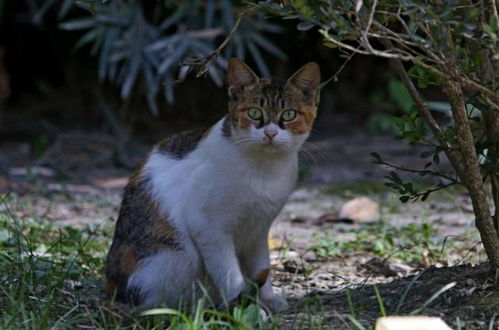 农村俗语 猪来穷,狗来富,猫来开当铺 ,老祖宗的话有点意思