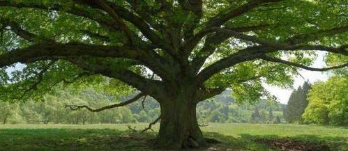 选一棵你喜欢的树,测是什么阻碍了你走向成功
