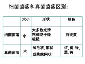 初二上册生物细菌和真菌总复习