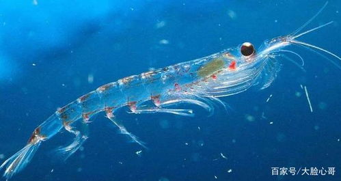 南极磷虾为什么不能直接食用