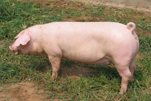 母猪产前 产后便秘,猪场这样来预防, 可以摆脱母猪便秘的困扰 