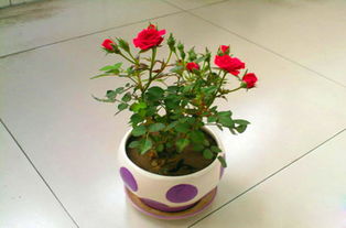 盆栽玫瑰花的种植方法全过程,玫瑰