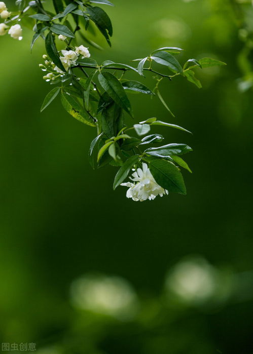 画船听雨眠,不觉流年浅,春风解花语,弄花香满衣