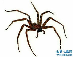 世界上最大的蜘蛛,身长4米的蟹蛛 身上并没有毒 3 