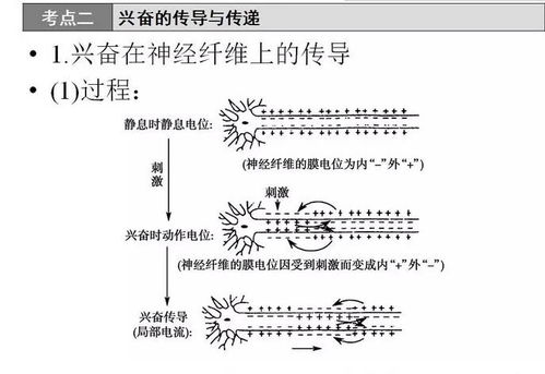 每日一讲 高中生物必修三 第二章 人体生命活动的调节