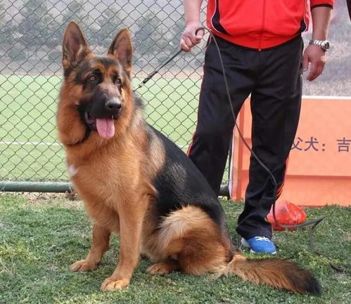 城区十大禁养犬种,中国多犬种上榜,最后一种惹争议,不能接受 城市 