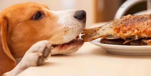 狗狗补钙食物前十名（狗狗严重缺钙如何快速补钙）