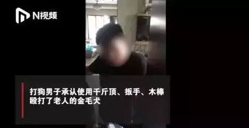 狗咬狗 人打狗 打死狗 遭刑拘,责任归谁