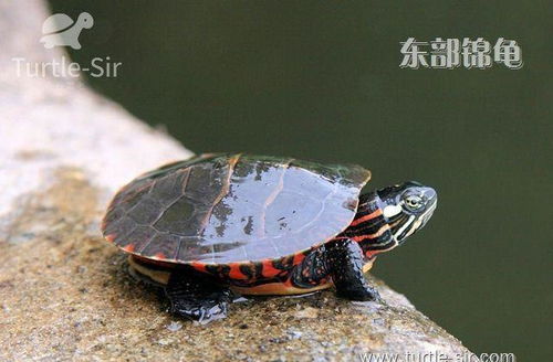 常见乌龟寿命统计,巴西龟居然是短命龟 龟谷鳖老