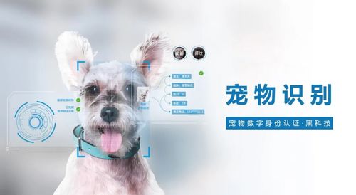 城市犬只管理系统 大升级 ,这款AI识别技术真是赞了