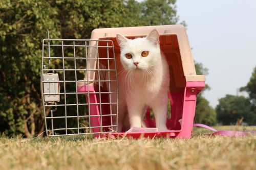 白色英短猫与白色中华田园猫的区别是什么？