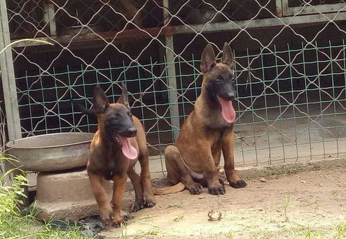 马犬吃什么食物 小马犬吃什么食物长得快